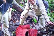 Dua individu bunga rafflesia mekar di hutan Palupuh Agam