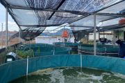 Pemkot sebut sistem bioflok solusi lahan terbatas untuk budidaya ikan di Batam