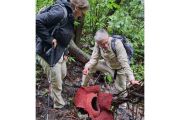 Dua individu bunga rafflesia mekar di hutan Palupuh Agam