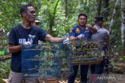 BKSDA NTT lepasliarkan 1.000 burung di Manggarai Barat