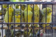 Ratusan burung sitaan dilepasliarkan di Hutan Lindung Nggorang Bowosie Labuan Bajo
