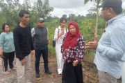 Wagub Sulteng tinjau KPN pastikan pembangunan kembali fasilitas pangan