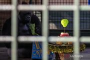Gorila Kihi dan Kumbo rayakan ultah ke-31 di Ragunan