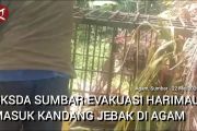 BKSDA Sumbar evakuasi harimau masuk kandang jebak di Agam