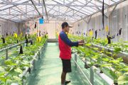 BUMDes SAS Purbalingga kembangkan melon premium hidroponik untuk desa wisata