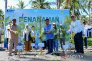 PLN EPI menanam 2.500 cemara udang lindungi pesisir Lombok