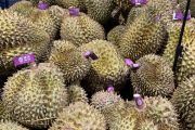 Selera konsumen China ubah lanskap perkebunan durian di Asia Tenggara