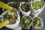 Melihat pengolahan sampah organik di Pasar Kramat Jati, begini prosesnya