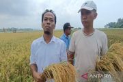 Petani Lampung Selatan kembangkan padi biosalin di lahan tambak udang