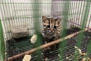 Kemenhut lanjutkan proses hukum perdagangan Kucing Kuwuk di Sumut