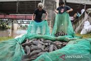 Pemkot Jaktim sebut ikan sapu-sapu jadi tanda darurat sungai Jakarta