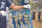 BKSDA NTT lepasliarkan 1.000 burung di Manggarai Barat