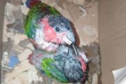 BKSDA Maluku amankan dua ekor burung nuri kepala hitam di Tual