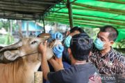 DKI berkoordinasi dengan daerah pemasok, pastikan hewan kurban sehat
