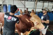 Sapi peternak asal Balai Tangah dipilih jadi sapi kurban Presiden di Tanah Datar