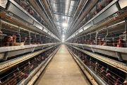 Kementan: Peternak rakyat jadi prioritas pengembangan industri ayam