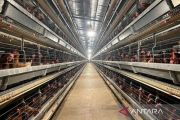 Kementan: Peternak rakyat jadi prioritas pengembangan industri ayam