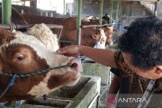 Presiden beli sapi peternak lokal Kabupaten Batang untuk Idul Adha