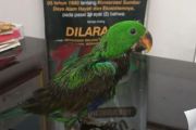 BKSDA Maluku selamatkan satwa dilindungi dari pengangkutan ilegal