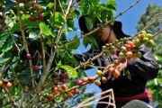 Hasil panen kopi arabika menurun
