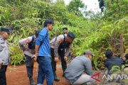 BKSDA: Harimau serang ternak warga di Gumarang, Agam tak terlihat lagi