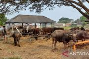 Pemkot layani pemotongan hewan kurban di RPH Giwangan selama empat hari