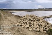 Perbaikan sawah terdampak bencana di Pasaman Barat capai 80 persen