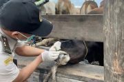 Karantina Kepri perketat pemasukan hewan kurban jelang Idul Adha