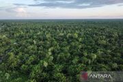 Wamenhut: Penguatan UU Kehutanan demi pengelolaan hutan berkelanjutan