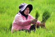 Petani mulai tanam padi di lahan bekas bencana