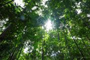 Social forestry strategic pillar for economic justice: Ministry