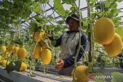 Budi daya buah melon hidroponik dukung ketahanan pangan di Ternate