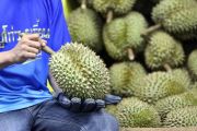 Album Asia: Mengintip panen melimpah durian di Chanthaburi Thailand