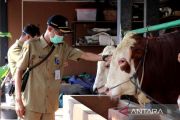 Pemkab Temanggung memperketat lalu lintas ternak kurban jelang Idul Adha