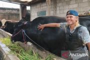 Sapi 1,15 ton asal Tangerang terpilih jadi hewan kurban Presiden Prabowo