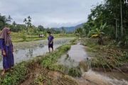 Batang Sandir di Limapuluh Kota mengamuk, rusak padi, lubuk ikan larangan dan pipa Pamsimas