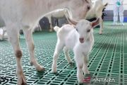 China sukses kloning massal kambing perah produktivitas super tinggi