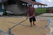 Kehadiran Bulog menguatkan optimisme petani turun ke sawah secara berkelanjutan