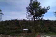 Gakkum Kehutanan Sulawesi bongkar peredaran kayu gunakan dokumen palsu