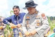 Polres Gumas panen 12 ton jagung dari dua lokasi