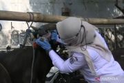 KPKP DKI perketat pengawasan hewan kurban jelang Idul Adha