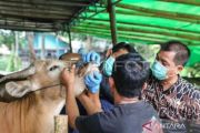DKI gencarkan edukasi penanganan hewan kurban yang higienis