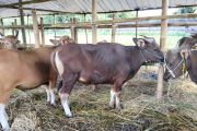 Pemkot Mataram mendapat sapi kurban dari Presiden Prabowo