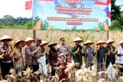 Pemkab Barut apresiasi Polres panen jagung dukung ketahanan pangan nasional