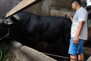 Pemkot Bandarlampung: Sapi kurban Presiden berbobot 1 ton lebih