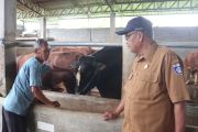 Distan Lombok Tengah mengecek kesehatan sapi kurban dari Presiden