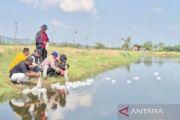 Polda Metro tebar 300 ribu bibit udang untuk program MBG di Bekasi