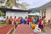 Masyarakat Yapen di Papua yang menitipkan harapan pada kakao