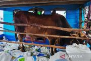 Pemkab Natuna distribusikan sapi kurban presiden ke Pulau Laut