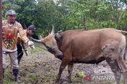 Jelang Idul Adha, DPKP Kotim periksa kondisi hewan kurban di 55 lokasi